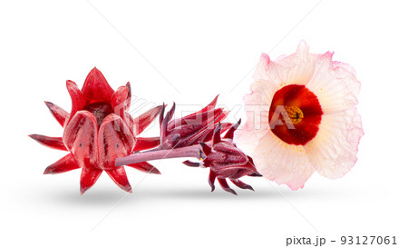 Roselle hibiscus flower on white Roselle hibiscus flower on white 93127061