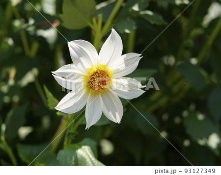 植物苑に咲くダリアの花 植物苑に咲くダリアの花 93127349