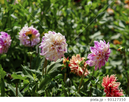 植物苑に咲くダリアの花 93127350