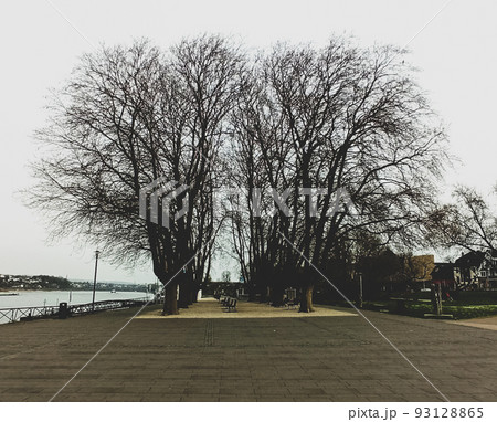 Beautiful city park in Germany. Trees near benches overlooking the River Rhine 93128865