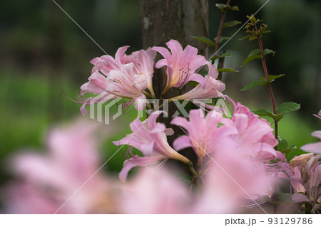 ピンク色のナツズイセン(夏水仙)の花 ピンク色のナツズイセン(夏水仙)の花 93129786