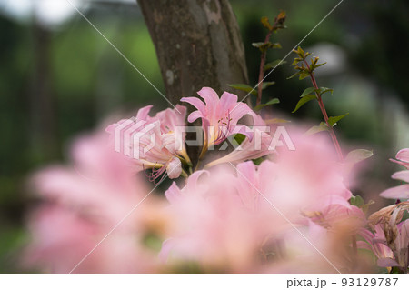 ピンク色のナツズイセン(夏水仙)の花 ピンク色のナツズイセン(夏水仙)の花 93129787