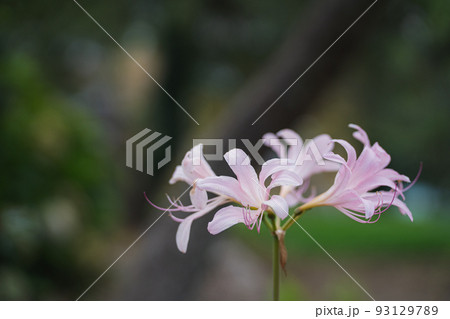 ピンク色のナツズイセン(夏水仙)の花 ピンク色のナツズイセン(夏水仙)の花 93129789