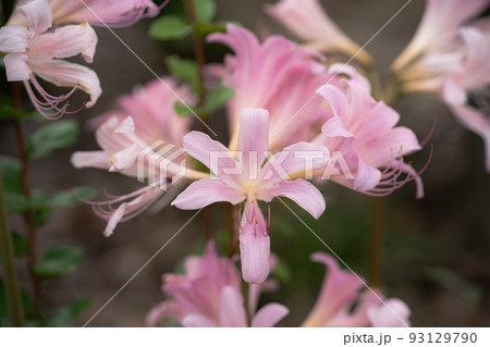 ピンク色のナツズイセン(夏水仙)の花 ピンク色のナツズイセン(夏水仙)の花 93129790