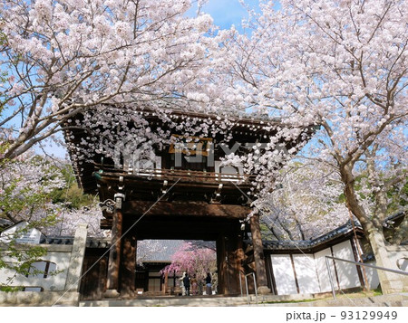 春の照蓮寺と鐘楼門 (広島県竹原市) 春の照蓮寺と鐘楼門 (広島県竹原市) 93129949