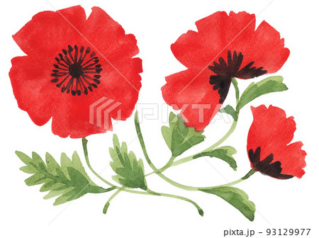 poppys22815pix7 93129977