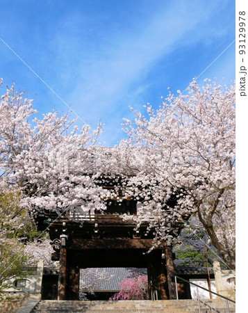 広島県竹原市 照蓮寺鐘楼門 広島県竹原市 照蓮寺鐘楼門 93129978