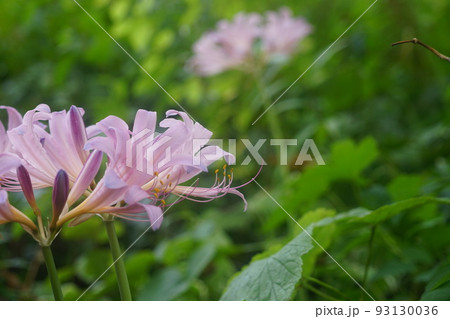 8月 多摩593ナツズイセン(夏水仙)・ヒガンバナ科・多摩グリーンライブ