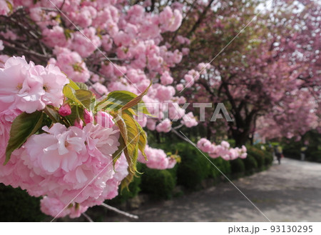 榴岡公園の桜 93130295