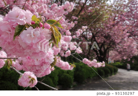 榴岡公園の桜 93130297