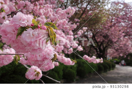 榴岡公園の桜 93130298