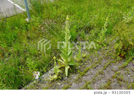 道端のビロードモウズイカ（主役） 93130305