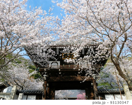 春の照蓮寺鐘楼門と桜 (広島県竹原市) 春の照蓮寺鐘楼門と桜 (広島県竹原市) 93130347