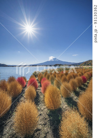 秋の河口湖大石公園【山梨県・南都留郡・富士河口湖町】 秋の河口湖大石公園【山梨県・南都留郡・富士河口湖町】 93130362