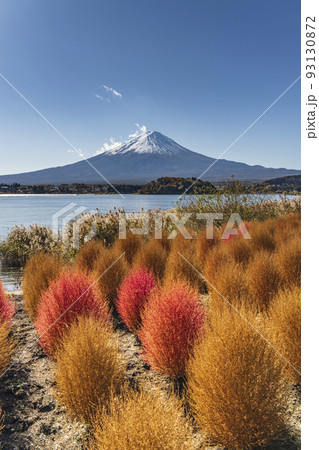 河口湖大石公園 富士山とコキア 【山梨県・南都留郡・富士河口湖町】 河口湖大石公園 富士山とコキア 【山梨県・南都留郡・富士河口湖町】 93130872