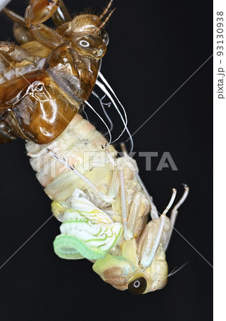 アブラゼミの羽化 93130938