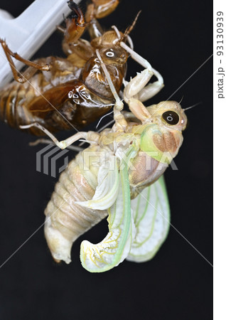 アブラゼミの羽化 93130939