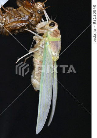 アブラゼミの羽化 93130940