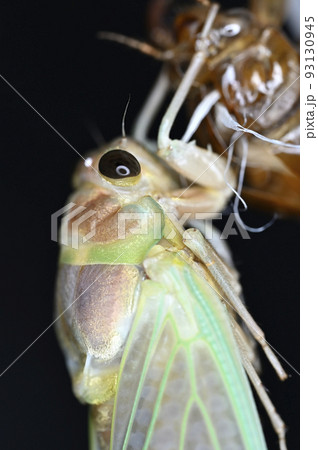アブラゼミの羽化 93130945