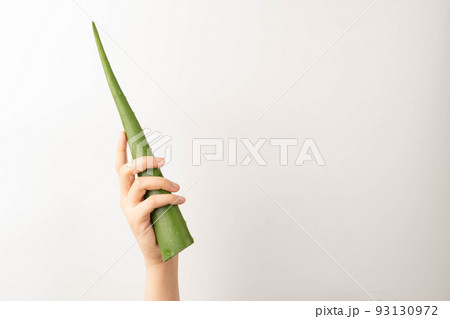 Hands holding fresh aloe vera leaf over green background. Gel from the leaves of aloe plants used for medicine and skin care. Hands holding fresh aloe vera leaf over green background. Gel from the leaves of aloe plants used for medicine and skin care. 93130972