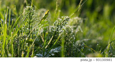 dew drops on the grass in the garden. green environment closeup. wet plants outdoor. morning fresh nature background dew drops on the grass in the garden. green environment closeup. wet plants outdoor. morning fresh nature background 93130981