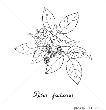 Blackberry, bramble, dewberry. Sketch, lettering in latin 93131032