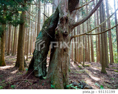 2本の木が絡まっている風景 2本の木が絡まっている風景 93131199