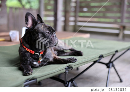 お出かけ先のキャンプ場でボール投げを楽しむ可愛いフレンチブルドッグ 93132035