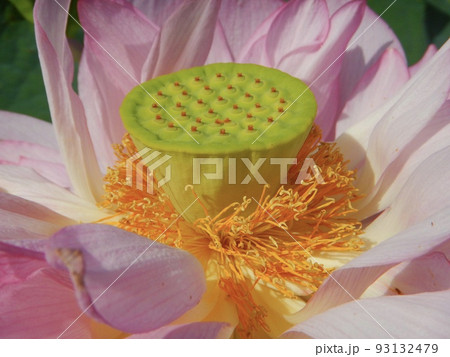 ベトナム蓮の咲く公園にて 93132479