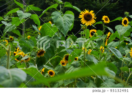 夏の顔　向日葵　佐倉市西部自然公園　ひまわり畑 93132491