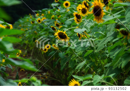 夏の顔 向日葵 佐倉市西部自然公園 ひまわり畑 夏の顔 向日葵 佐倉市西部自然公園 ひまわり畑 93132502