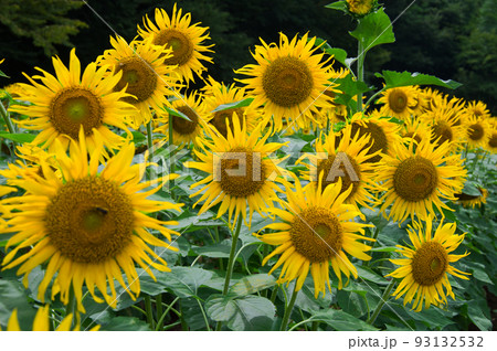 夏の顔　向日葵　佐倉市西部自然公園　ひまわり畑 93132532