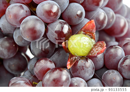 ぶどう（キングデラ） 93133555