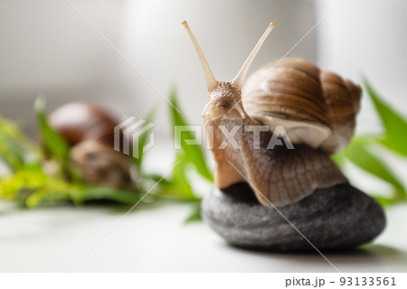 garden snail with cute horns on head sits on round pebble in garden 93133561