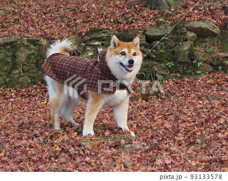 秋の柴犬 93133578