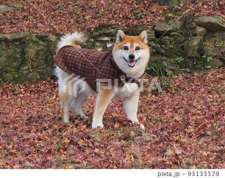 秋の柴犬 93133579