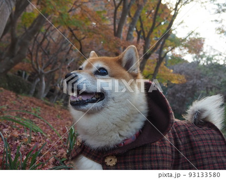 秋の柴犬 秋の柴犬 93133580