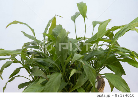 室内を彩る観葉植物 93134010
