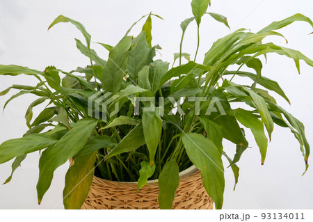 緑が心地よい室内の観葉植物 緑が心地よい室内の観葉植物 93134011