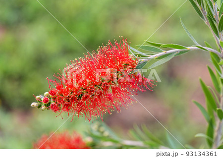 Red bottlebrush flower plant or Crimson Bottlebrush, close up on blurred green background Red bottlebrush flower plant or Crimson Bottlebrush, close up on blurred green background 93134361