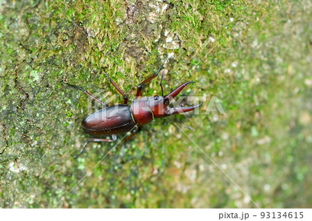 ノコギリクワガタ（小歯型） 93134615