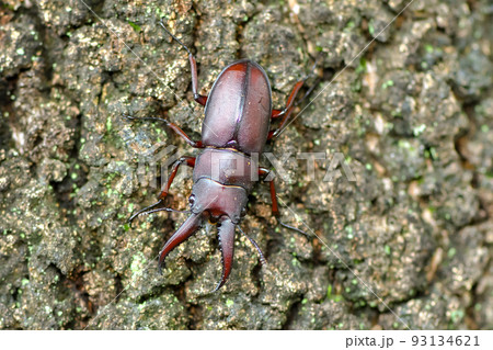 ノコギリクワガタ(小歯型) ノコギリクワガタ(小歯型) 93134621