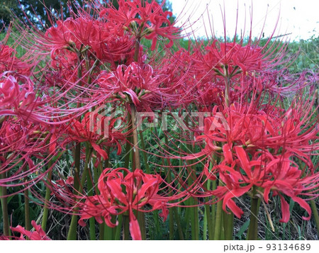 赤い彼岸花が密集して咲いているところ 93134689