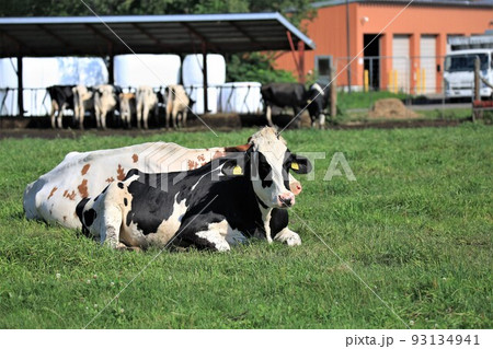 牧場の風景・ホルスタイン牛 牧場の風景・ホルスタイン牛 93134941
