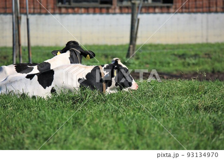 牧場の風景・ホルスタイン牛 牧場の風景・ホルスタイン牛 93134970