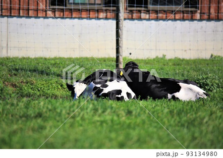 牧場の風景・ホルスタイン牛 牧場の風景・ホルスタイン牛 93134980
