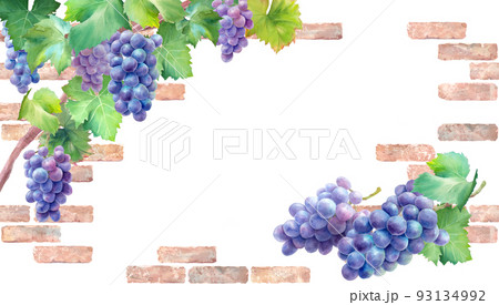 ナチュラルなレンガの壁を背景にした紫葡萄の水彩イラスト。秋の装飾フレーム。背景 93134992