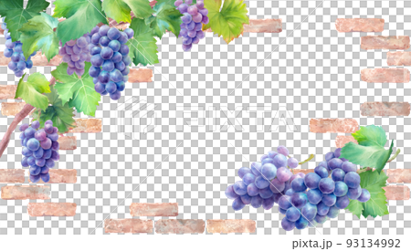 ナチュラルなレンガの壁を背景にした紫葡萄の水彩イラスト。秋の装飾フレーム。背景 ナチュラルなレンガの壁を背景にした紫葡萄の水彩イラスト。秋の装飾フレーム。背景 93134992