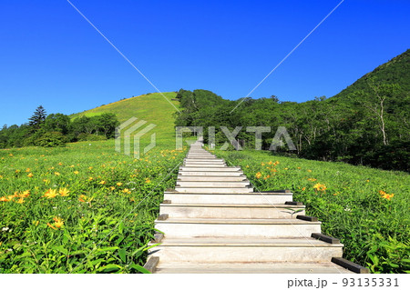 ニッコウキスゲ咲く朝の霧降高原キスゲ平園地 93135331