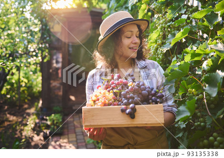 Beautiful sunbeams falling on the vineyards at dawn , while a delightful smiling and happy woman, successful viticulturist, amateur winemaker, eco farmer harvesting ripe grapes into a wooden crate 93135338